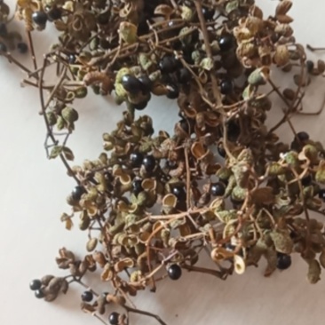 花椒野生臭花椒香花椒大别山特产野生中药材不野生不要钱
