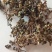 花椒野生臭花椒香花椒大别山特产野生中药材不野生不要钱