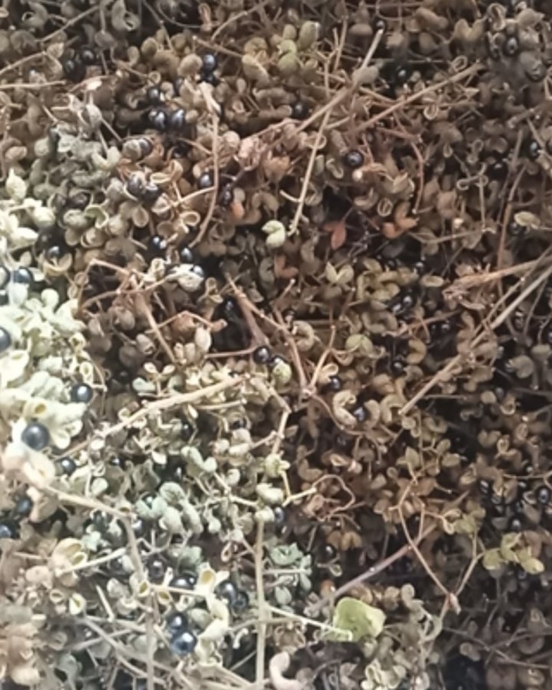 花椒野生臭花椒香花椒大别山特产野生中药材不野生不要钱