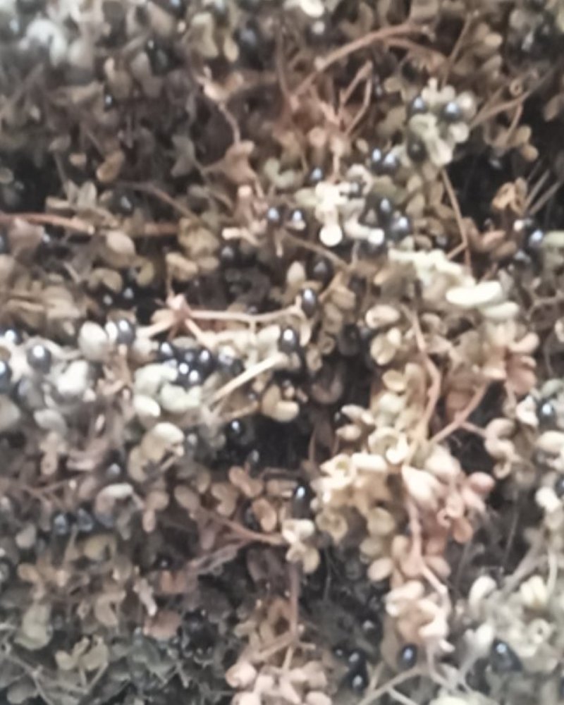 花椒野生臭花椒香花椒大别山特产野生中药材不野生不要钱
