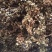 花椒野生臭花椒香花椒大别山特产野生中药材不野生不要钱