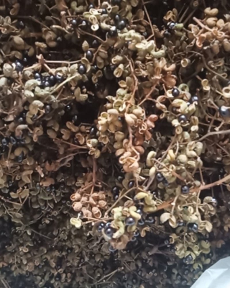 花椒野生臭花椒香花椒大别山特产野生中药材不野生不要钱
