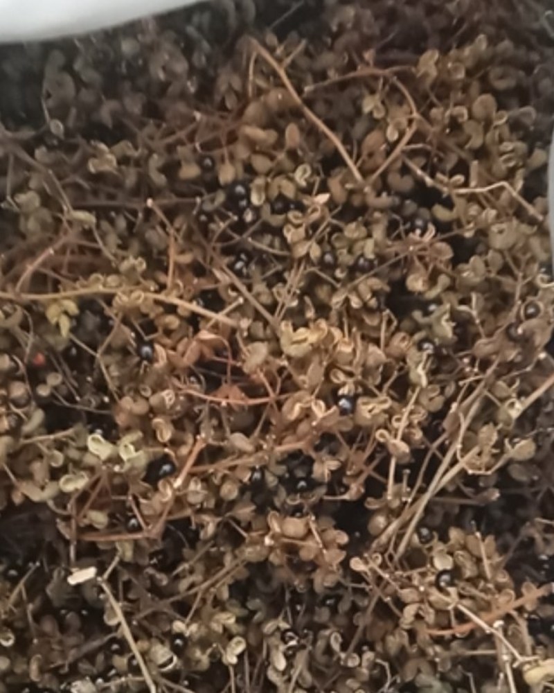 花椒野生臭花椒香花椒大别山特产野生中药材不野生不要钱
