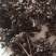 花椒野生臭花椒香花椒大别山特产野生中药材不野生不要钱