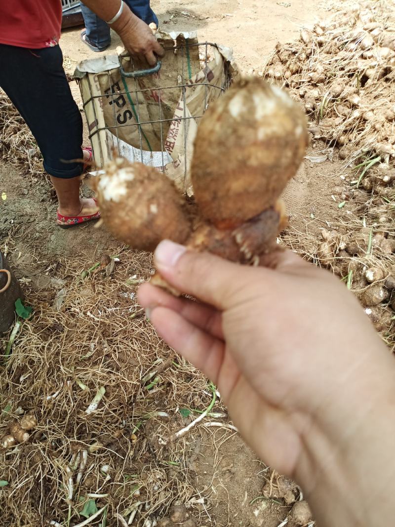 黄沙土质8520大统货，连枝多，未挑球，需要的可以联系。