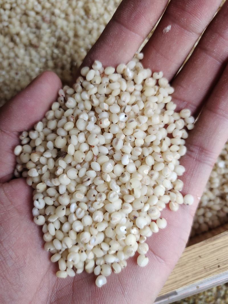 高粱米脱皮高粱米质量好价格美丽量大从优