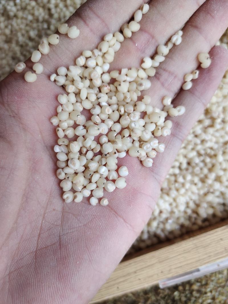高粱米脱皮高粱米质量好价格美丽量大从优