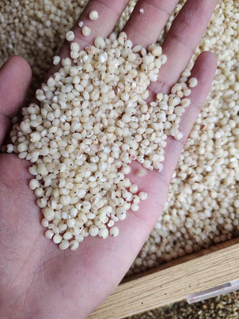 高粱米脱皮高粱米质量好价格美丽量大从优