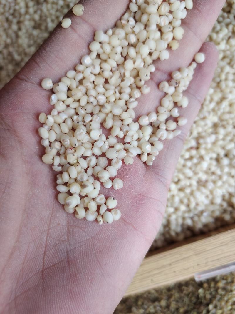 高粱米脱皮高粱米质量好价格美丽量大从优