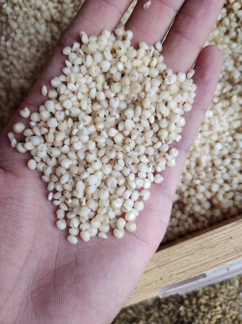 高粱米脱皮高粱米质量好价格美丽量大从优