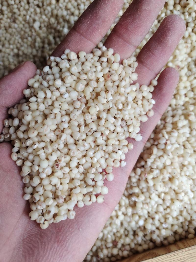 高粱米脱皮高粱米质量好价格美丽量大从优