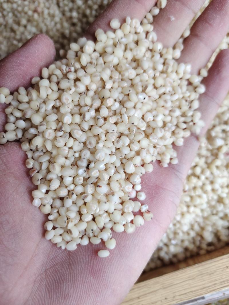 高粱米脱皮高粱米质量好价格美丽量大从优