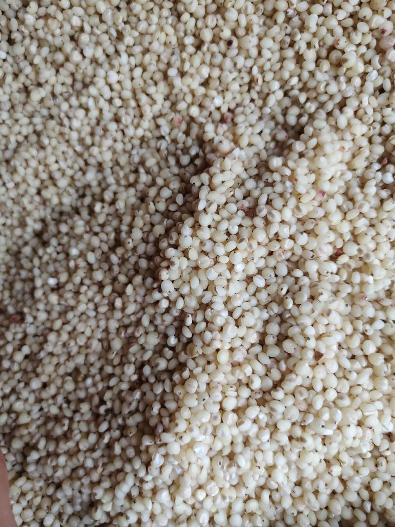 高粱米脱皮高粱米质量好价格美丽量大从优