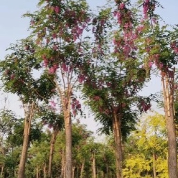 8公分嫁接香花槐两年头的