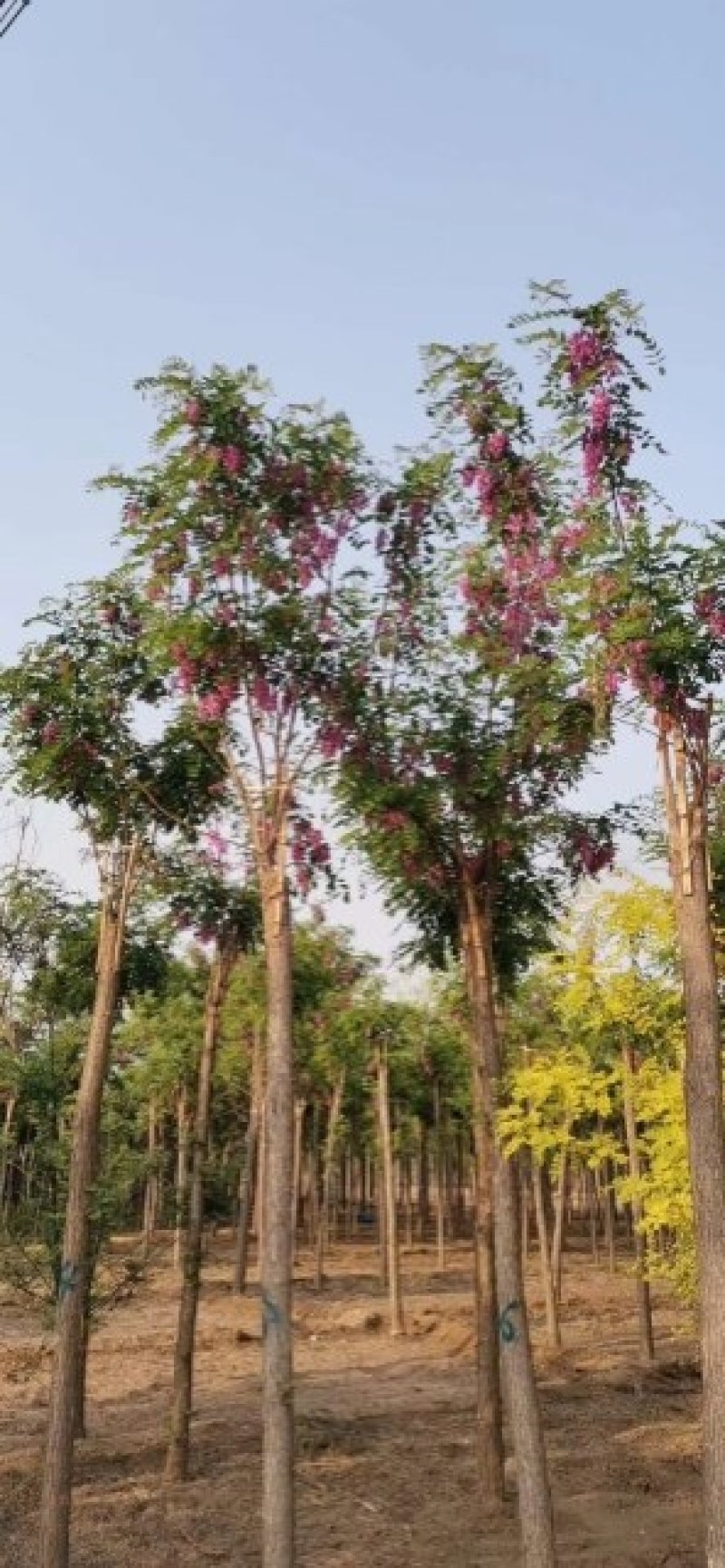 8公分嫁接香花槐两年头的