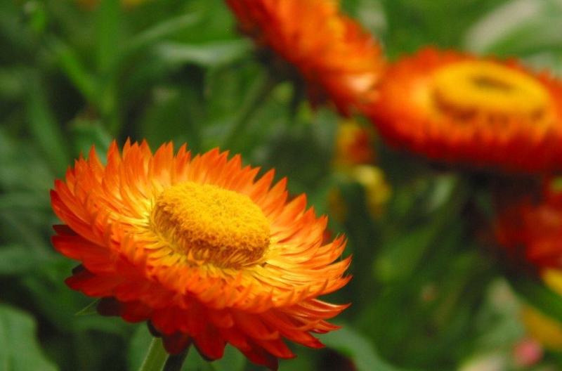 麦秆菊花种子多年生四季种易活开花不断阳台庭院道路花海