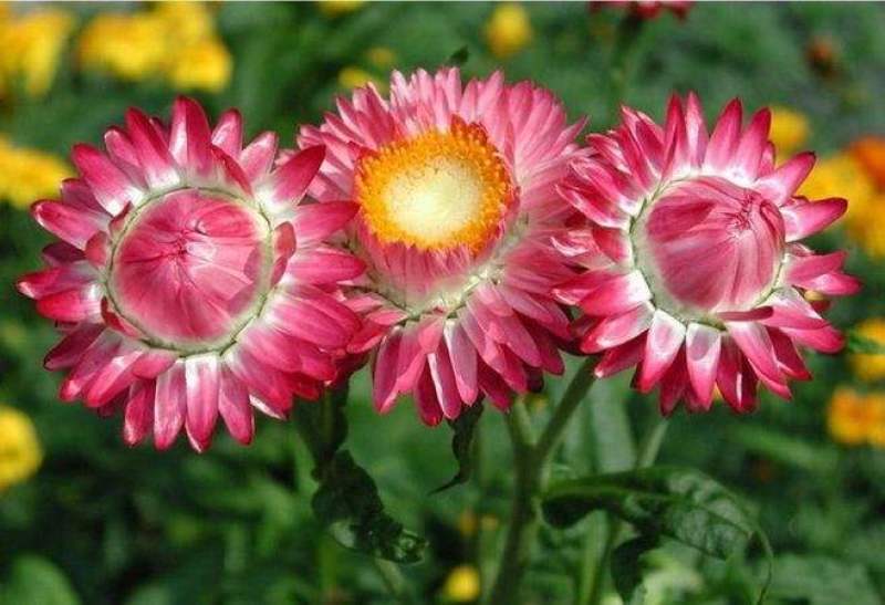 麦秆菊花种子多年生四季种易活开花不断阳台庭院道路花海