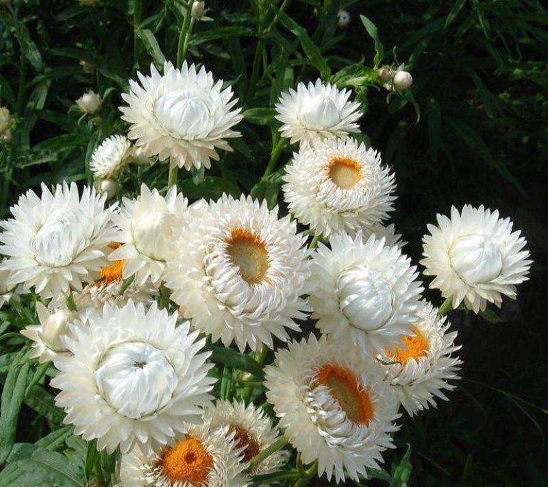 麦秆菊花种子多年生四季种易活开花不断阳台庭院道路花海