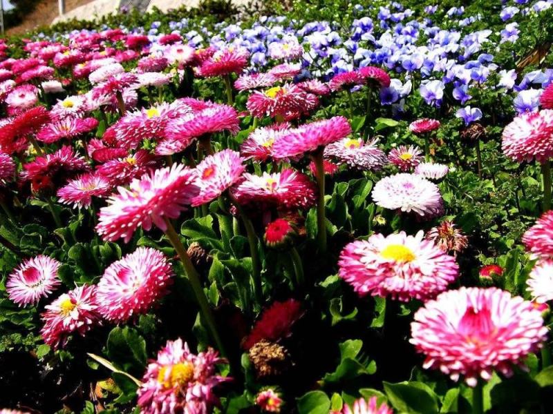 麦秆菊花种子多年生四季种易活开花不断阳台庭院道路花海