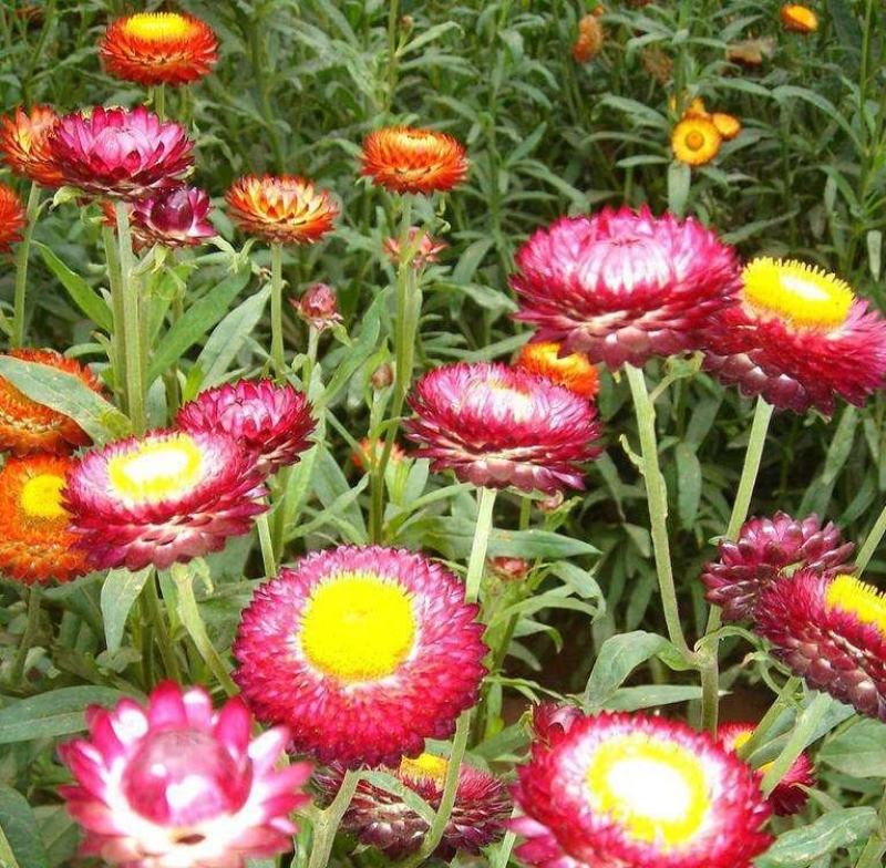 麦秆菊花种子多年生四季种易活开花不断阳台庭院道路花海