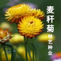 麦秆菊花种子多年生四季种易活开花不断阳台庭院道路花海