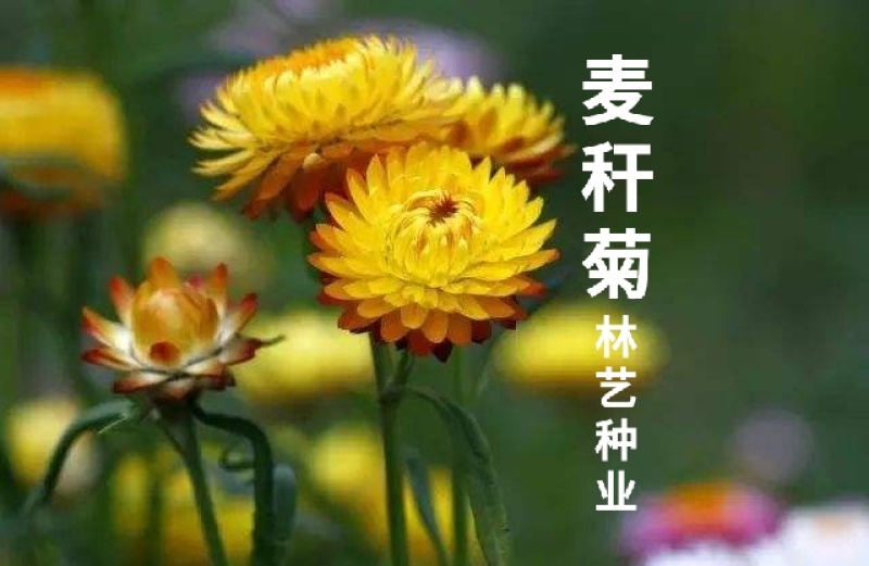 麦秆菊花种子多年生四季种易活开花不断阳台庭院道路花海