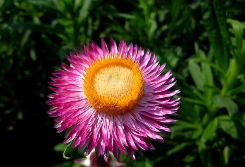 麦秆菊花种子多年生四季种易活开花不断阳台庭院道路花海