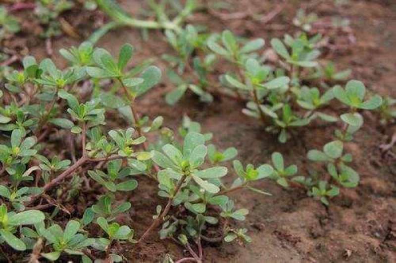 马齿苋种子野生四季播阳台盆栽食用种籽蔬菜野菜长寿菜