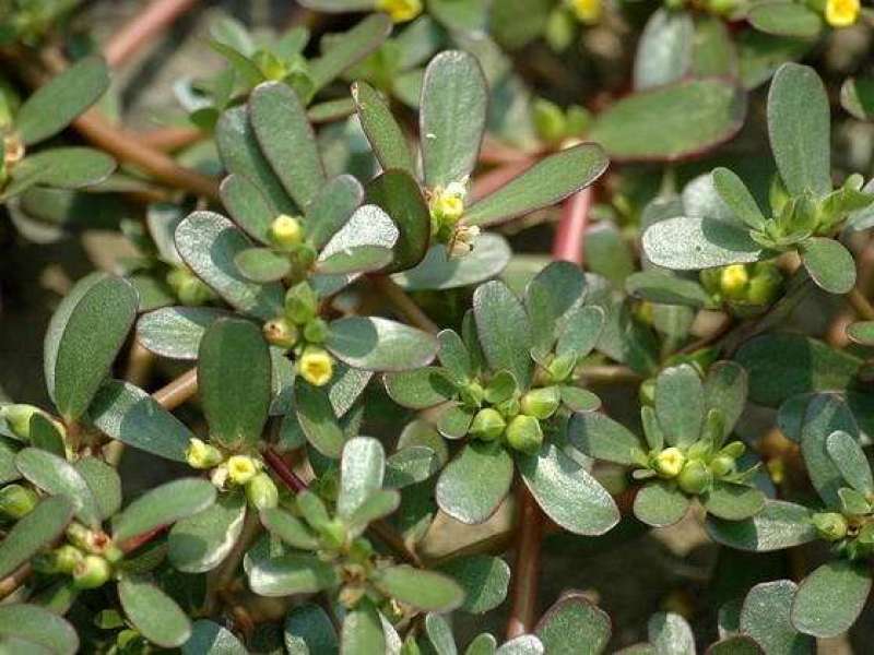 马齿苋种子野生四季播阳台盆栽食用种籽蔬菜野菜长寿菜