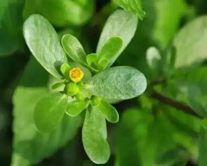 马齿苋种子野生四季播阳台盆栽食用种籽蔬菜野菜长寿菜
