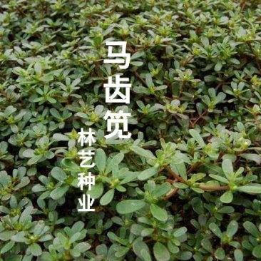 马齿苋种子野生四季播阳台盆栽食用种籽蔬菜野菜长寿菜