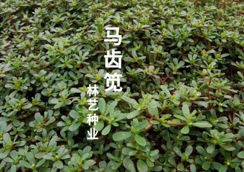 马齿苋种子野生四季播阳台盆栽食用种籽蔬菜野菜长寿菜