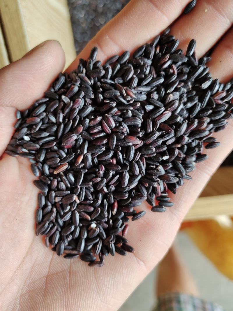 黑香米黑米东北黑米颗粒饱满质量好