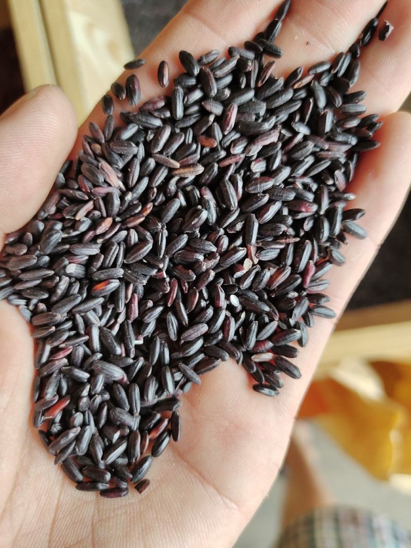 黑香米黑米东北黑米颗粒饱满质量好