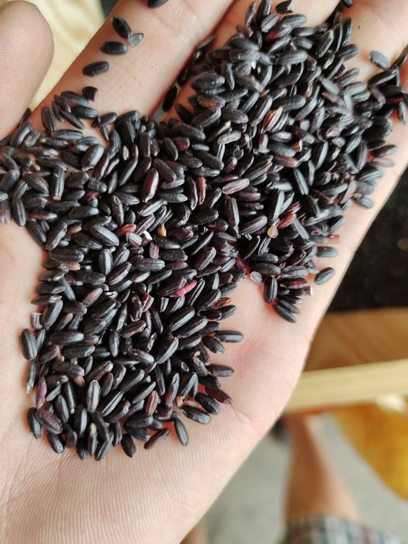 黑香米黑米东北黑米颗粒饱满质量好
