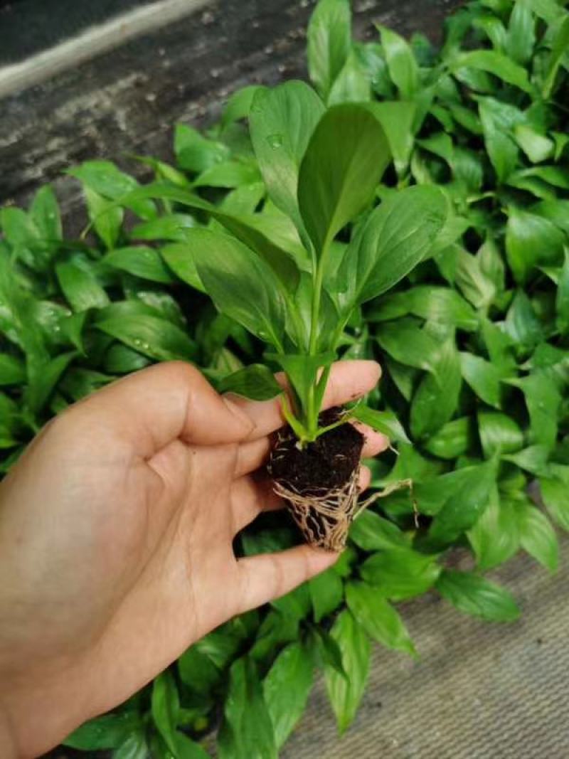 美酒白掌穴盘苗一帆风顺小苗观叶观花植物