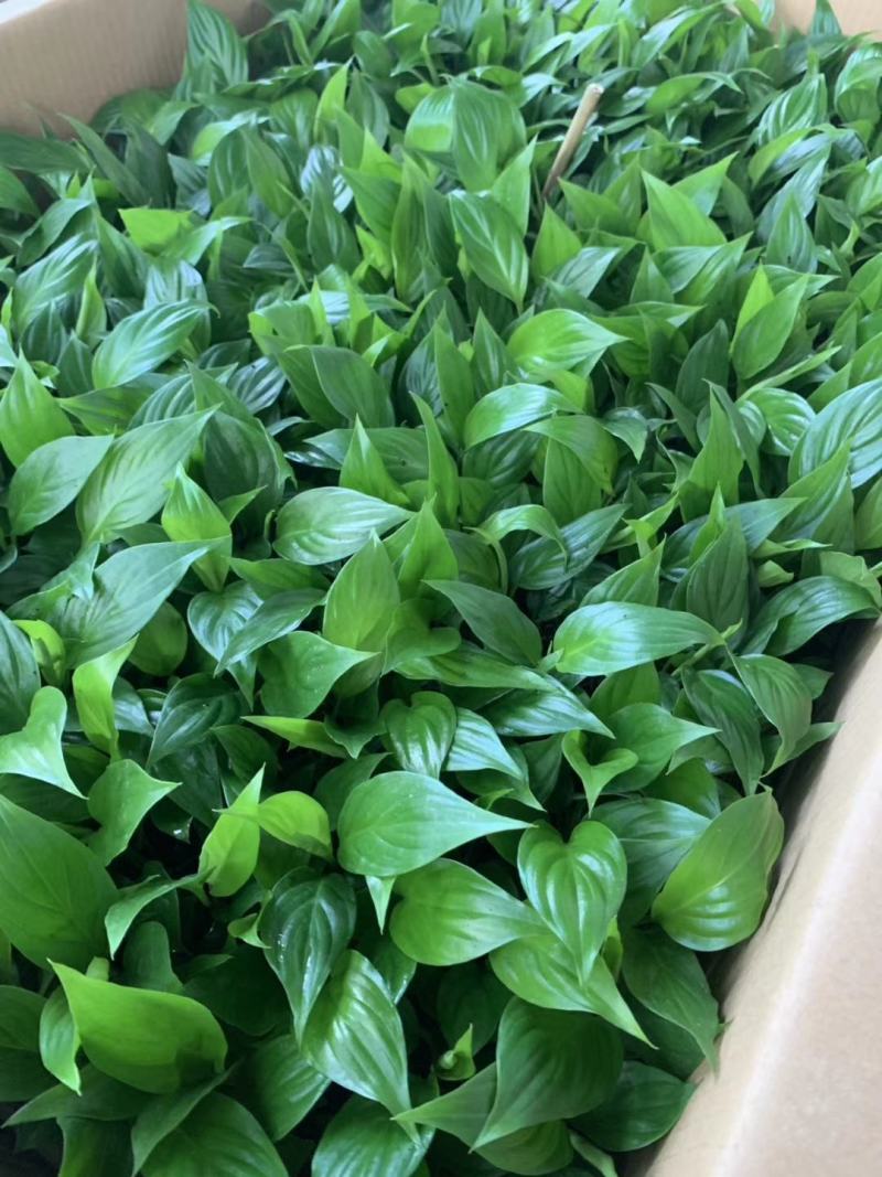 美酒白掌穴盘苗一帆风顺小苗观叶观花植物