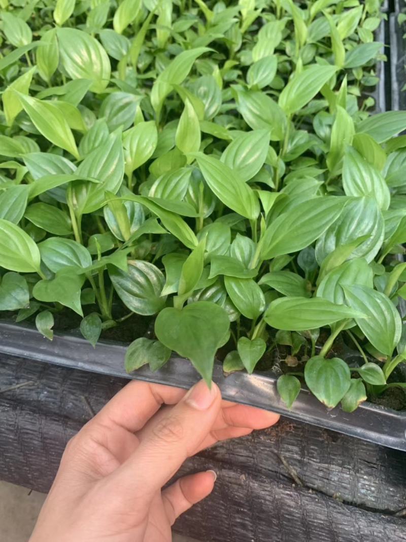 美酒白掌穴盘苗一帆风顺小苗观叶观花植物