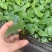 美酒白掌穴盘苗一帆风顺小苗观叶观花植物