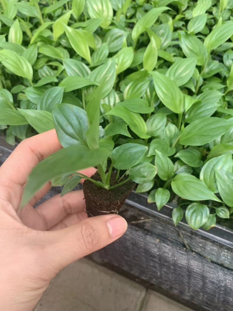 美酒白掌穴盘苗一帆风顺小苗观叶观花植物