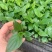 美酒白掌穴盘苗一帆风顺小苗观叶观花植物