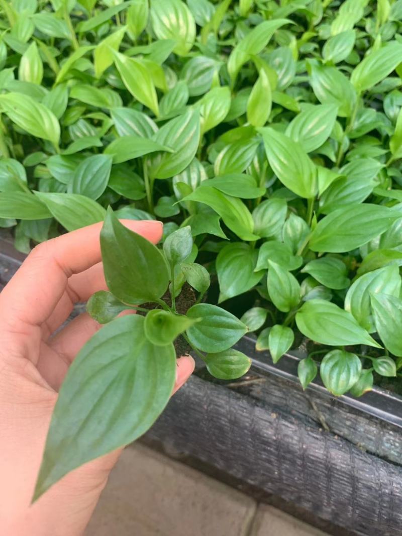 美酒白掌穴盘苗一帆风顺小苗观叶观花植物