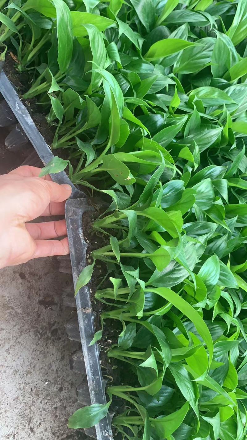 美酒白掌穴盘苗一帆风顺小苗观叶观花植物