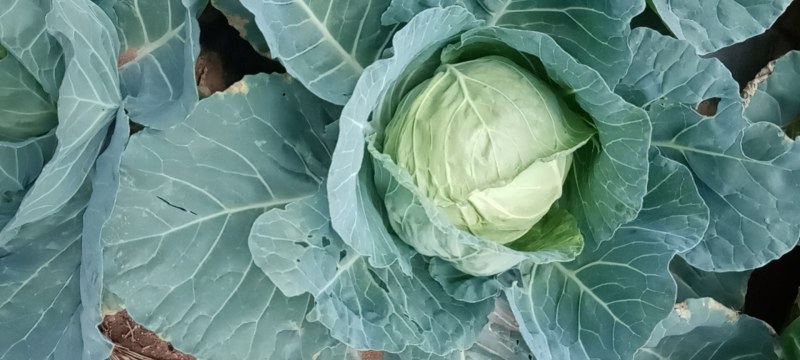 贵州铁头品质好价格美丽欢迎采购采购
