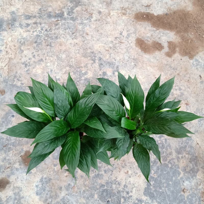 美酒白掌穴盘苗一帆风顺小苗观叶观花植物