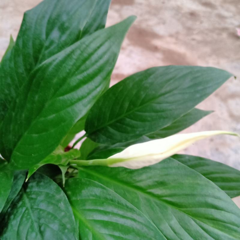 美酒白掌穴盘苗一帆风顺小苗观叶观花植物