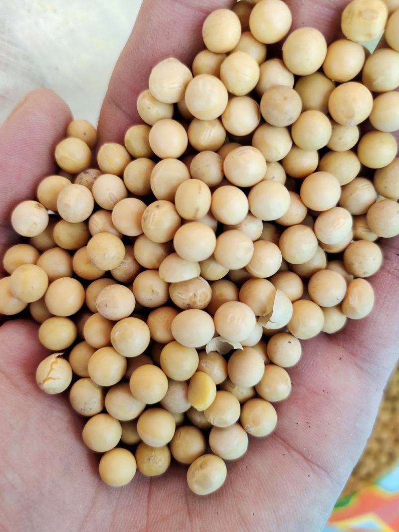 黄豆东北黄豆中粒黄豆质量好颗粒饱满
