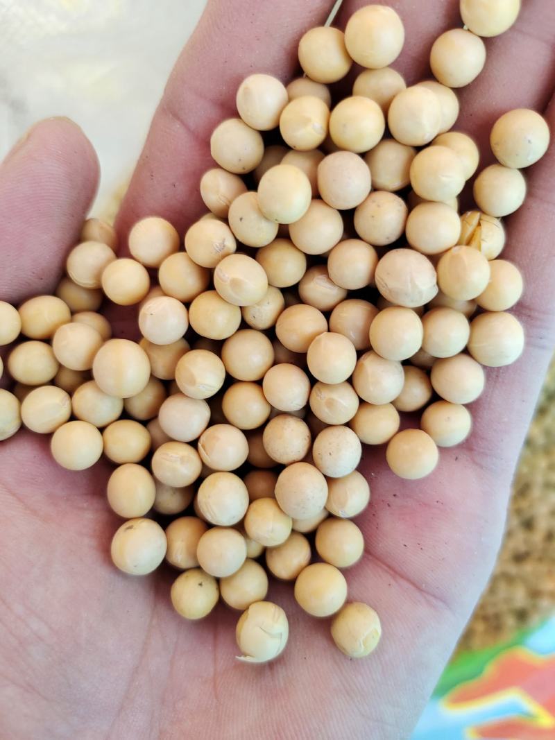 黄豆东北黄豆中粒黄豆质量好颗粒饱满