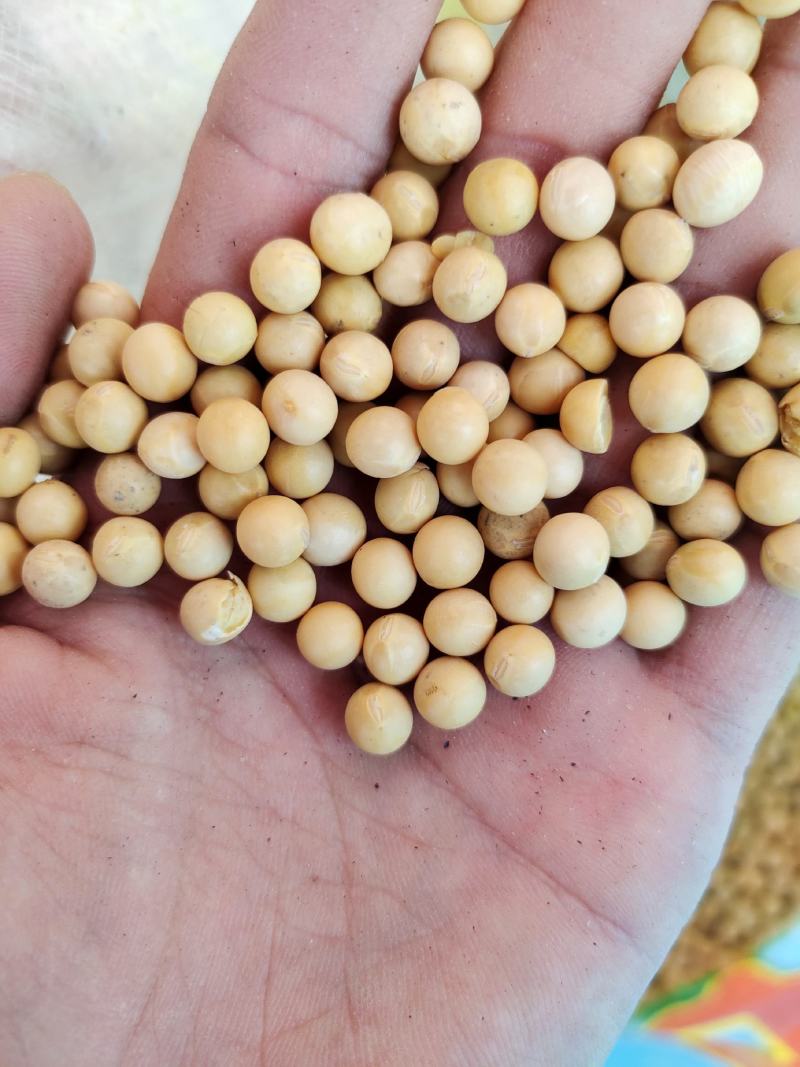 黄豆东北黄豆中粒黄豆质量好颗粒饱满