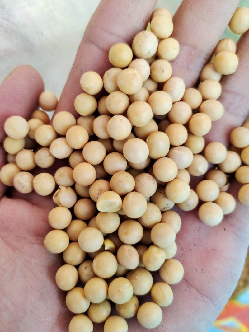 黄豆东北黄豆中粒黄豆质量好颗粒饱满